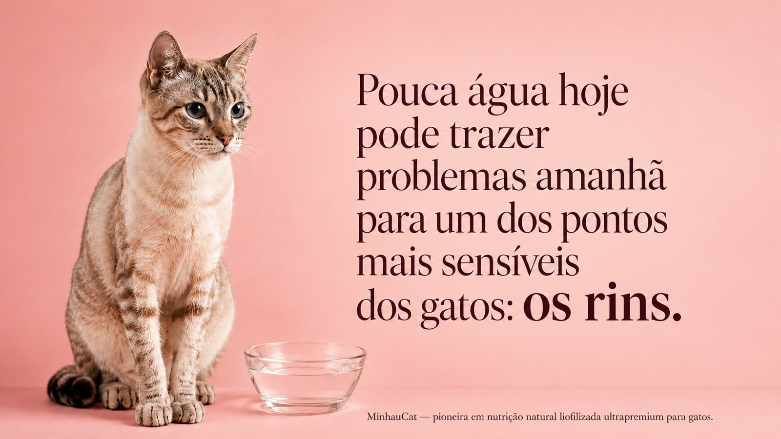 Gatos naturalmente ingerem pouca água